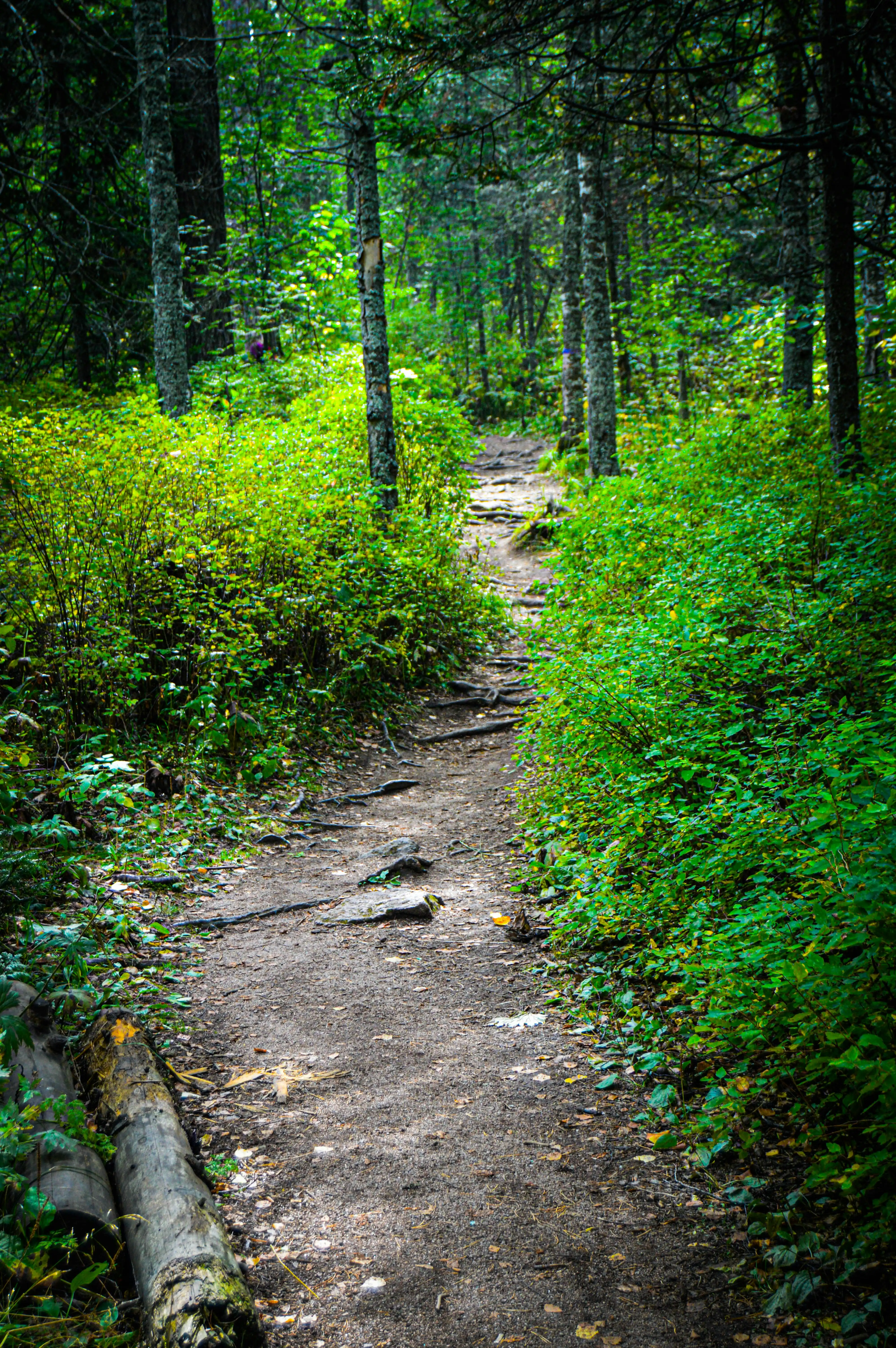 hero image for Trails in Ketchum, ID