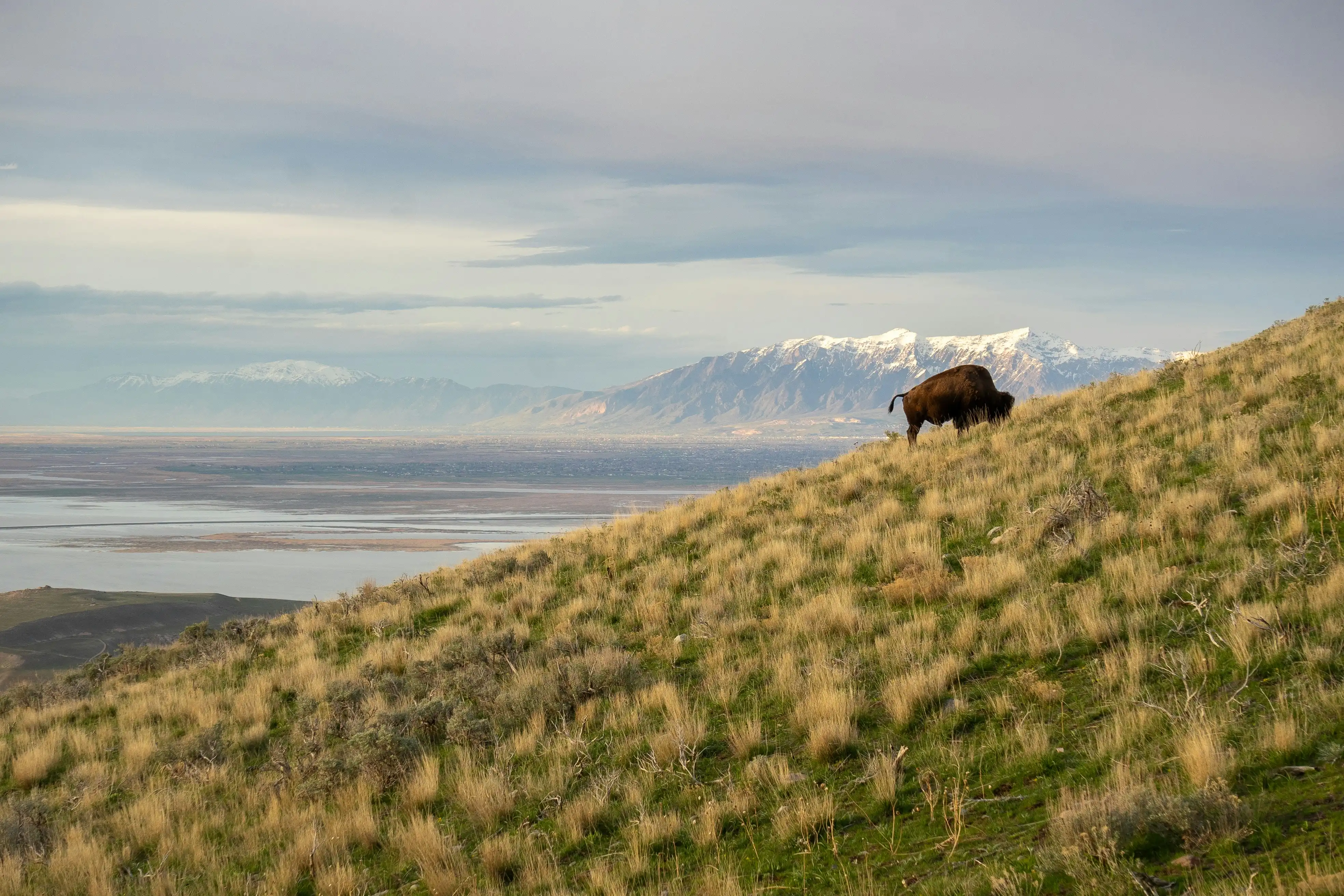 Bison grazing on Antelope Island with the Great Salt Lake, wetlands, and snow-covered Wasatch Mountains in the distance