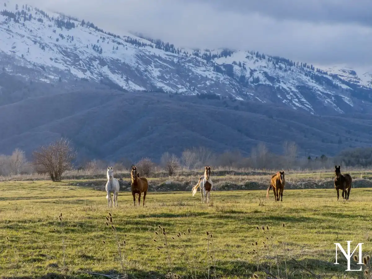 Five horses standing in a green pasture with snow-dusted mountain slopes and cloudy sky in Ogden Valley, Utah.