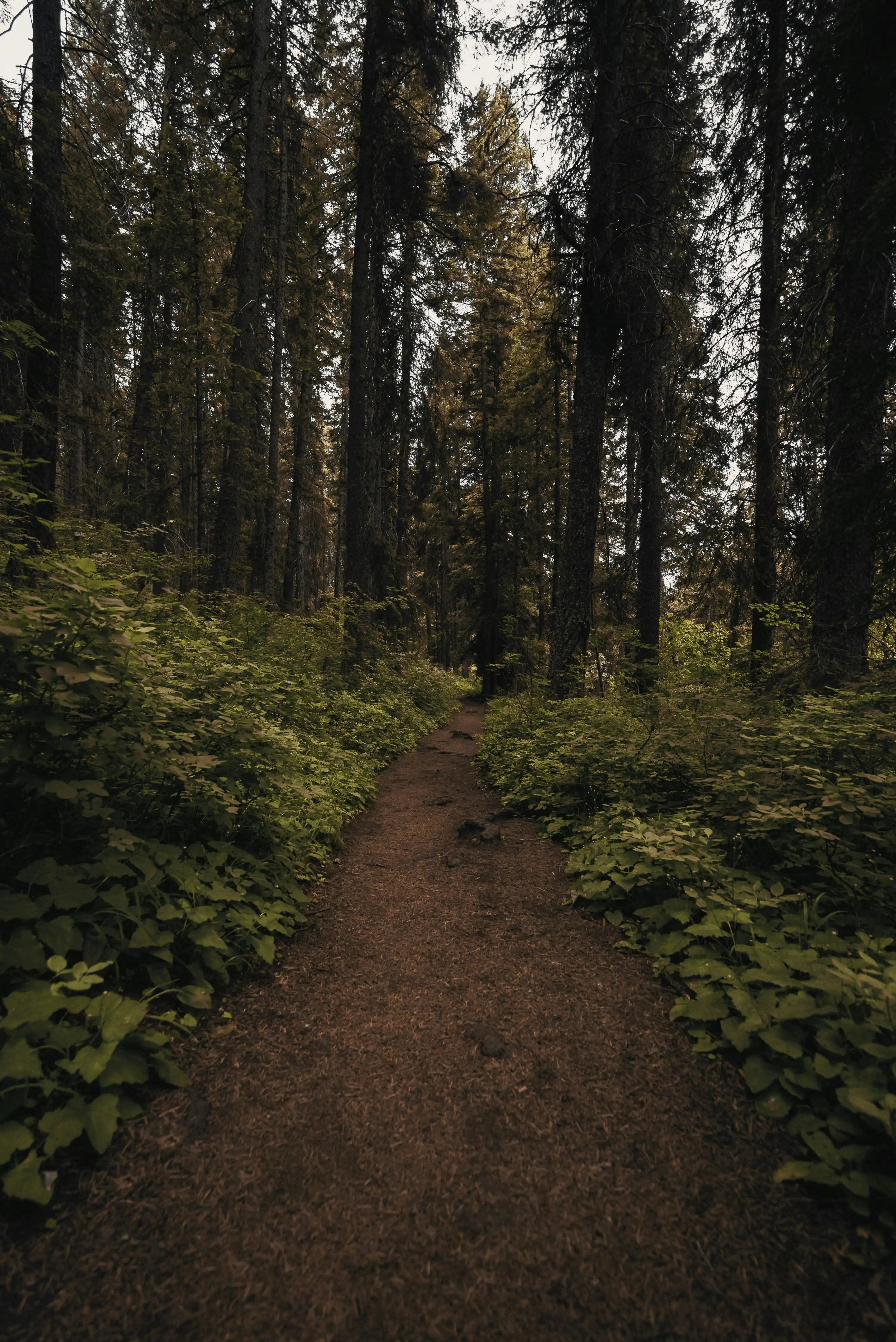 hero image for Trails in McCall, ID