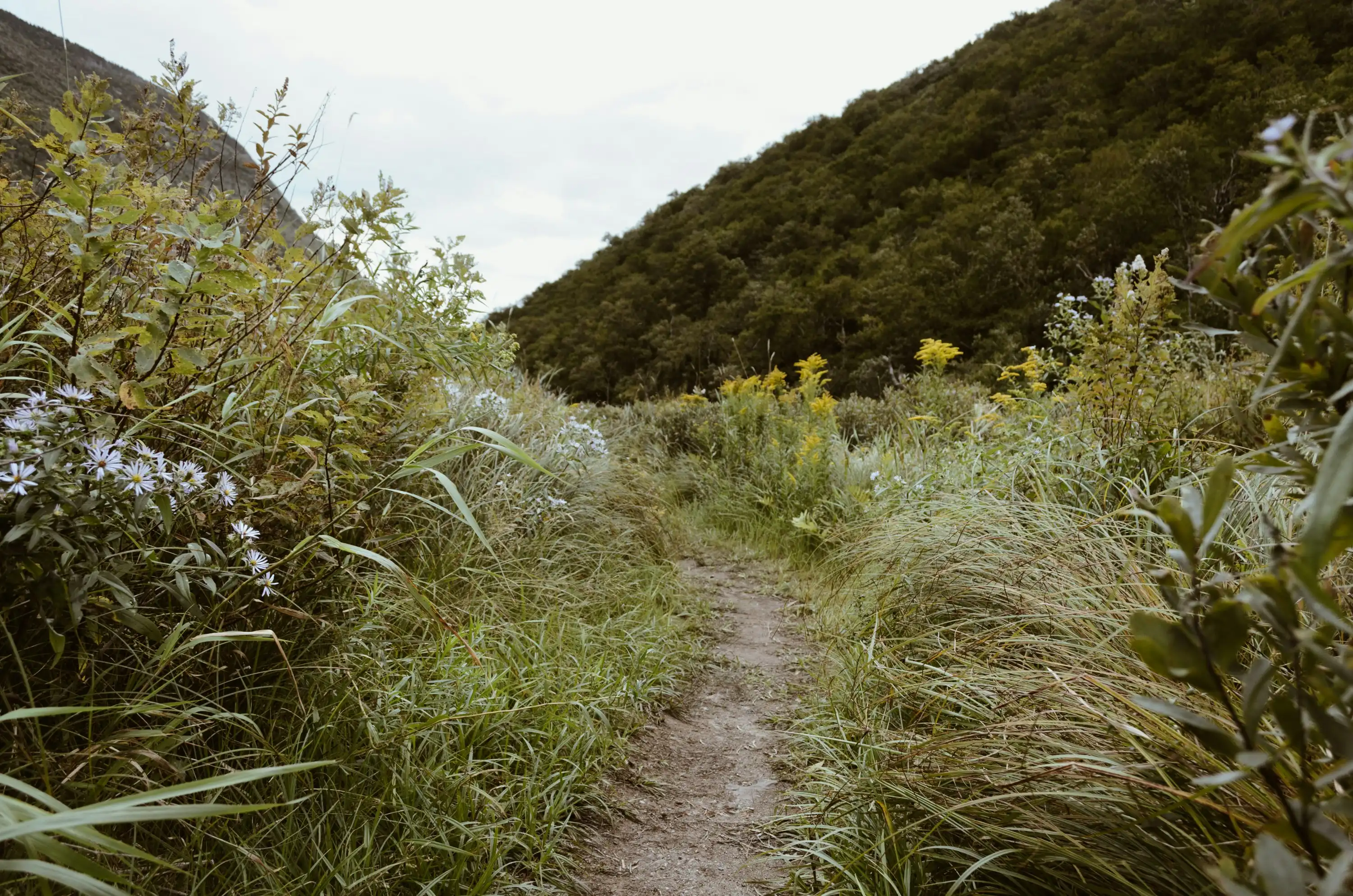 card image for Trails in Ogden Valley, UT in Ogden Valley, Utah