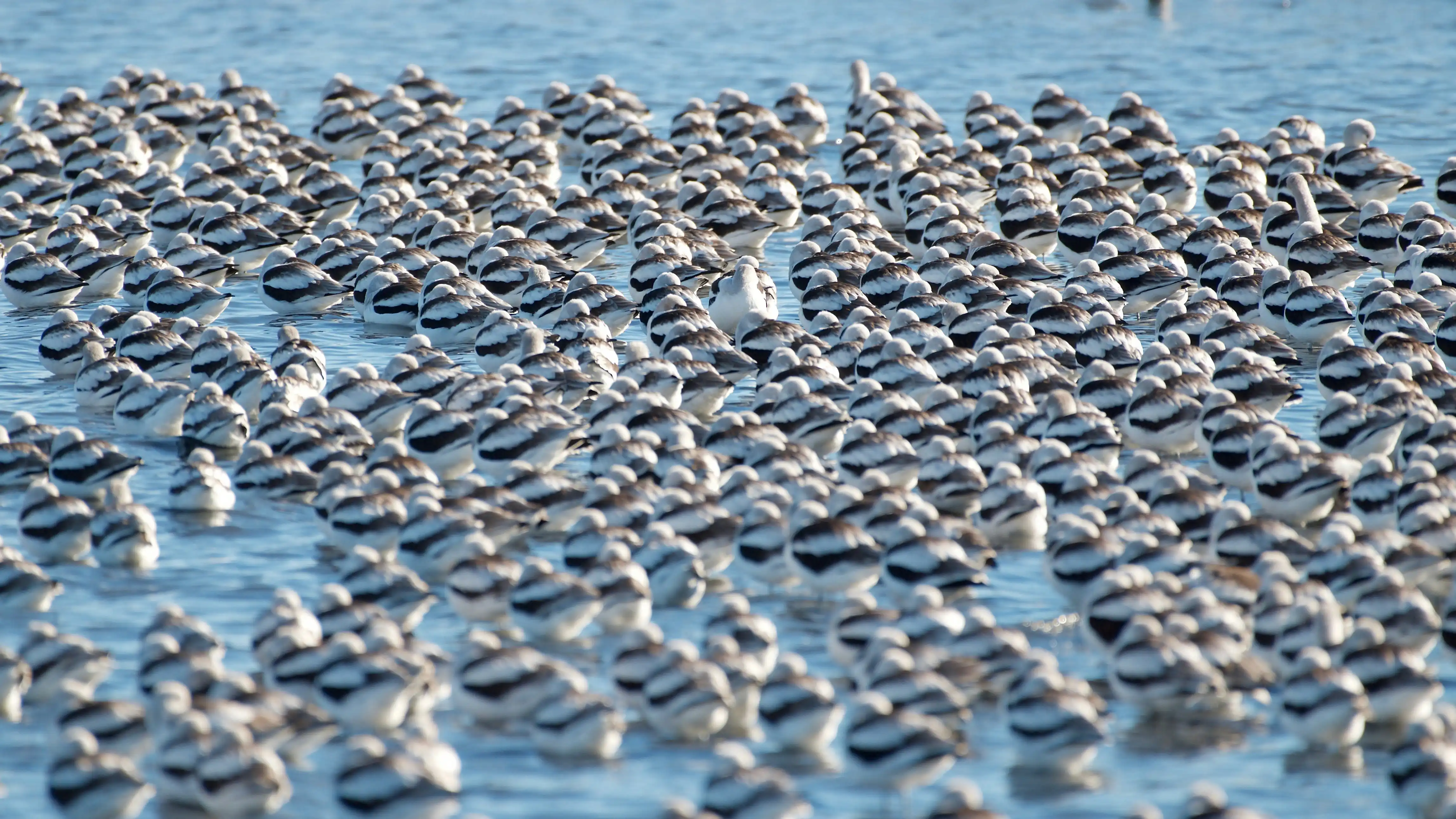 Flock of migratory birds gathered on shallow water, representing bird habitat supported by the Great Salt Lake ecosystem