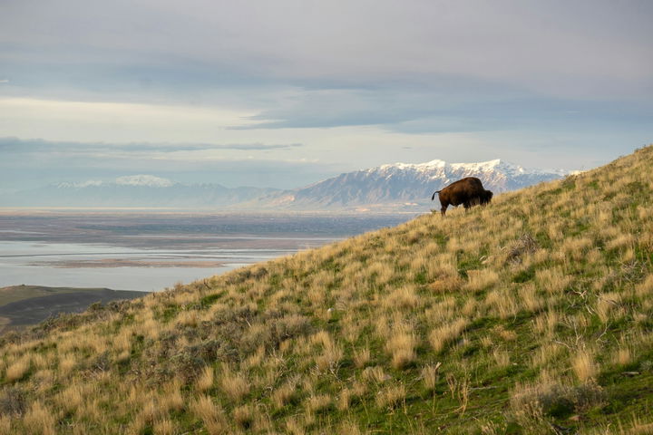 Bison grazing on Antelope Island with the Great Salt Lake, wetlands, and snow-covered Wasatch Mountains in the distance
