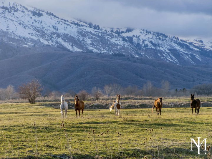 Five horses standing in a green pasture with snow-dusted mountain slopes and cloudy sky in Ogden Valley, Utah.