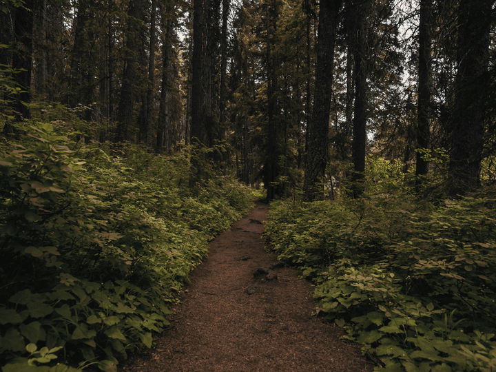 Hiking trail in McCall, Idaho