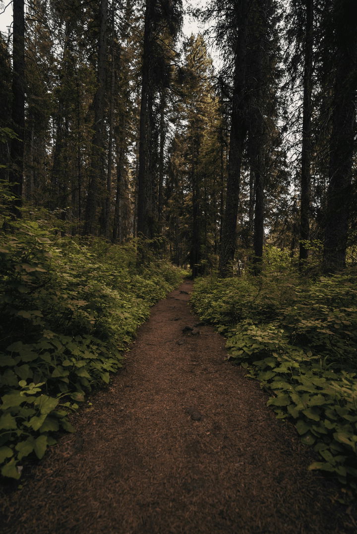 hero image for Trails in McCall, ID