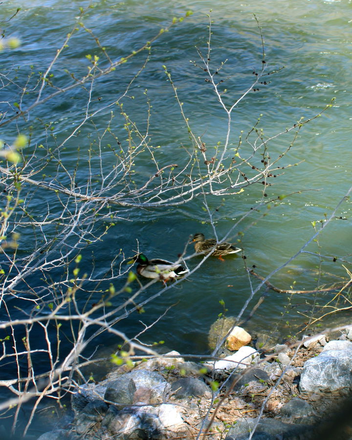 Ducks in Provo River