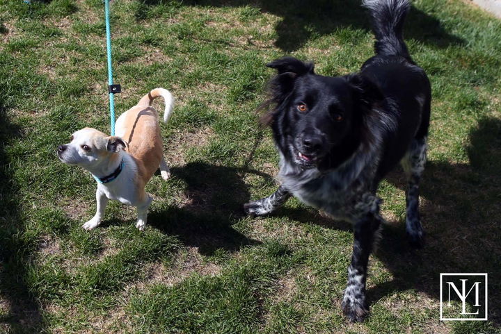 Pet of the Month April 2018
