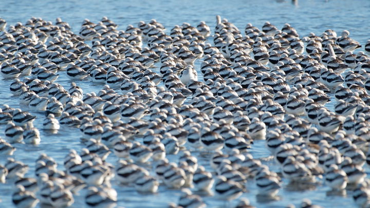 Flock of migratory birds gathered on shallow water, representing bird habitat supported by the Great Salt Lake ecosystem